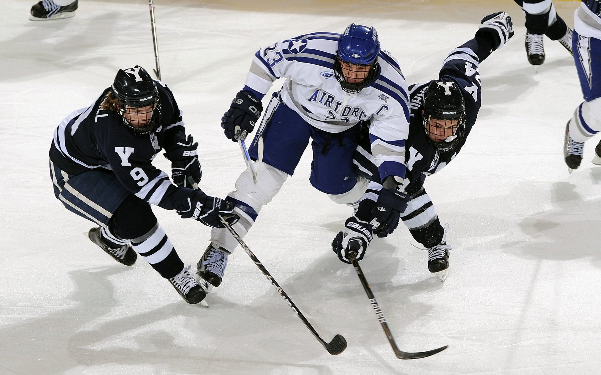 最“萌”的比赛:球迷与动物的趣味互动,动物踢球的游戏
